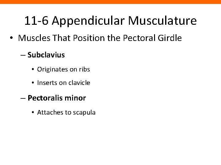 11 -6 Appendicular Musculature • Muscles That Position the Pectoral Girdle – Subclavius •
