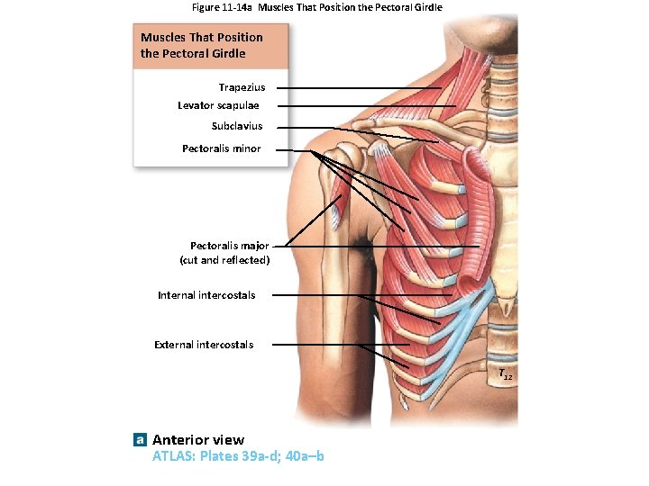 Figure 11 -14 a Muscles That Position the Pectoral Girdle Trapezius Levator scapulae Subclavius