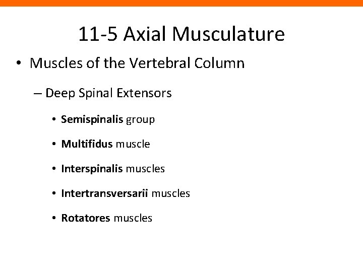 11 -5 Axial Musculature • Muscles of the Vertebral Column – Deep Spinal Extensors