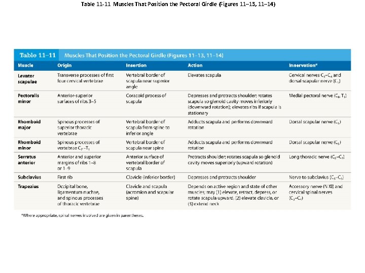 Table 11 -11 Muscles That Position the Pectoral Girdle (Figures 11– 13, 11– 14)