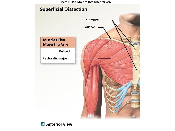 Figure 11 -15 a Muscles That Move the Arm Superficial Dissection Sternum Clavicle Muscles