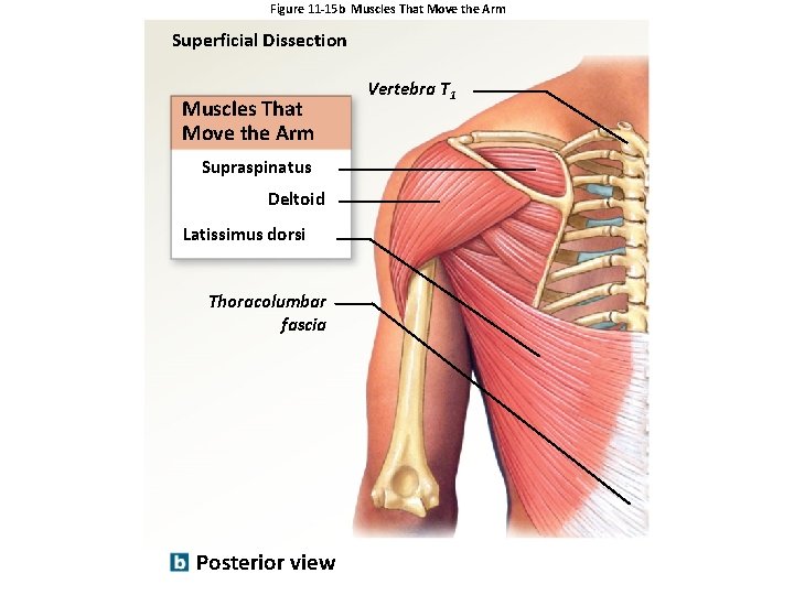 Figure 11 -15 b Muscles That Move the Arm Superficial Dissection Muscles That Move