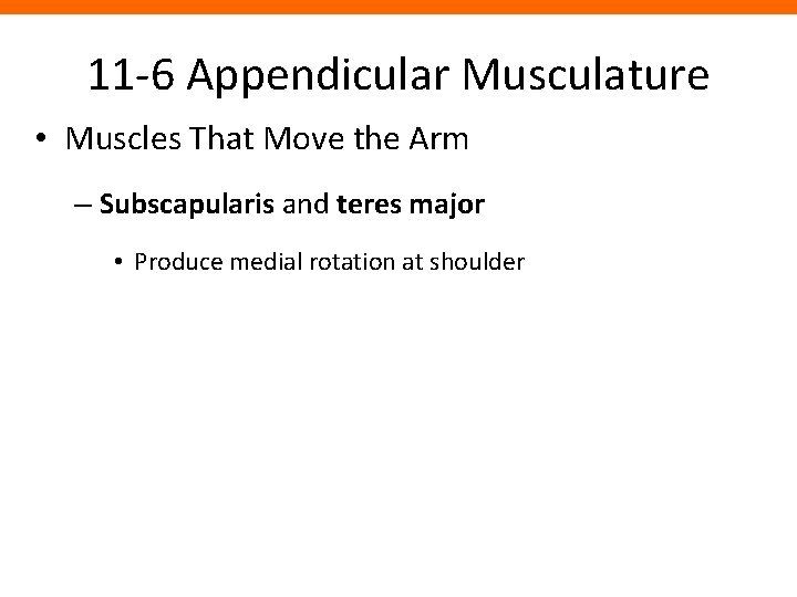 11 -6 Appendicular Musculature • Muscles That Move the Arm – Subscapularis and teres