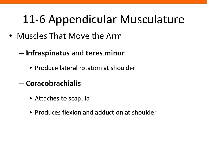 11 -6 Appendicular Musculature • Muscles That Move the Arm – Infraspinatus and teres