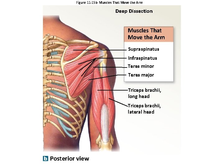 Figure 11 -15 b Muscles That Move the Arm Deep Dissection Muscles That Move