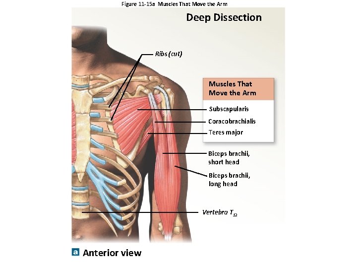 Figure 11 -15 a Muscles That Move the Arm Deep Dissection Ribs (cut) Muscles