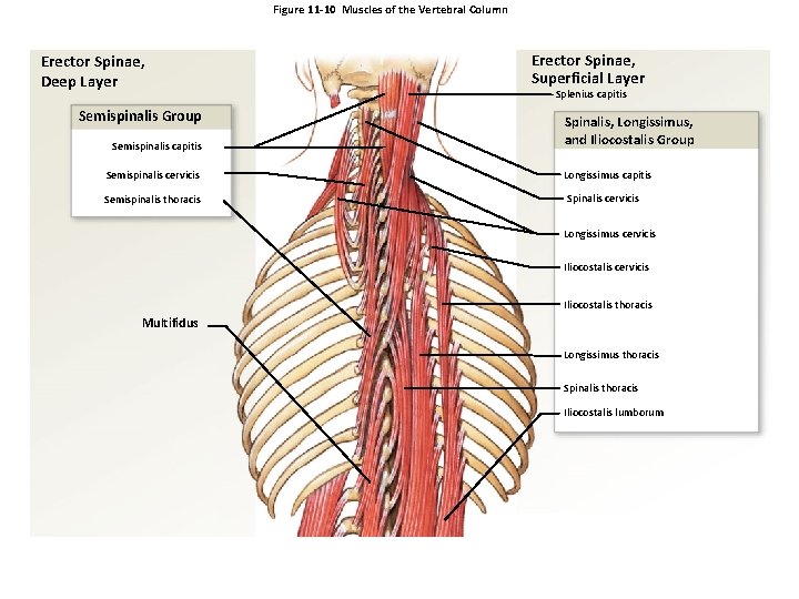 Figure 11 -10 Muscles of the Vertebral Column Erector Spinae, Deep Layer Semispinalis Group