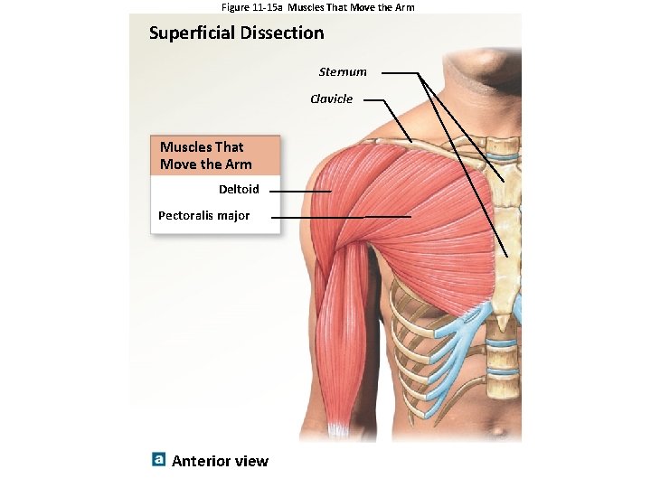 Figure 11 -15 a Muscles That Move the Arm Superficial Dissection Sternum Clavicle Muscles