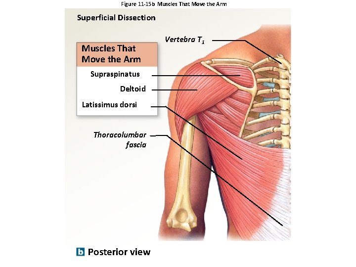 Figure 11 -15 b Muscles That Move the Arm Superficial Dissection Muscles That Move