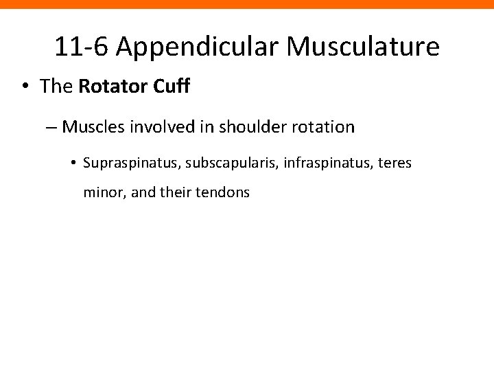 11 -6 Appendicular Musculature • The Rotator Cuff – Muscles involved in shoulder rotation