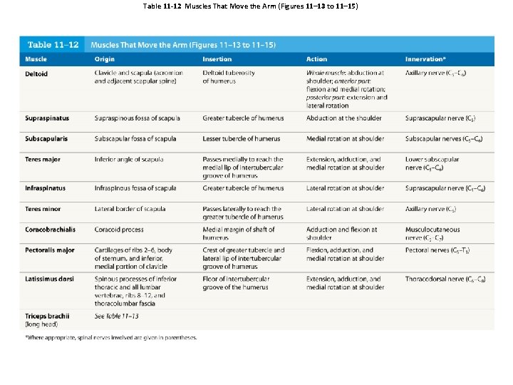 Table 11 -12 Muscles That Move the Arm (Figures 11– 13 to 11– 15)