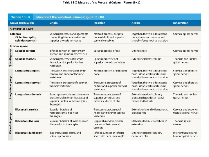 Table 11 -8 Muscles of the Vertebral Column (Figure 11– 10) 