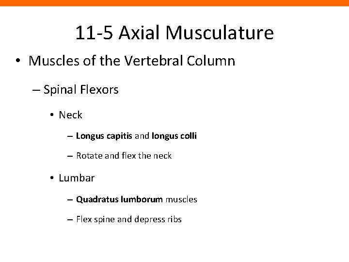 11 -5 Axial Musculature • Muscles of the Vertebral Column – Spinal Flexors •