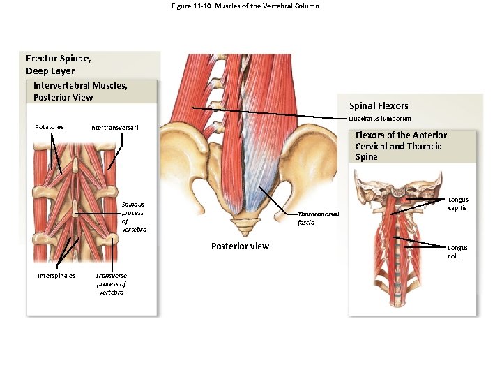 Figure 11 -10 Muscles of the Vertebral Column Erector Spinae, Deep Layer Intervertebral Muscles,