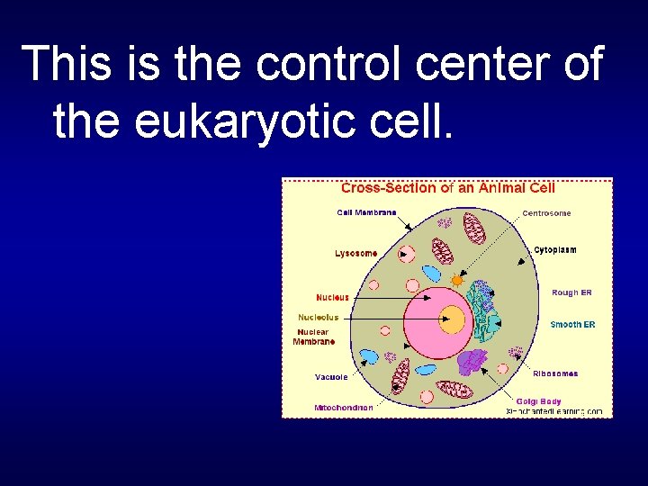 This is the control center of the eukaryotic cell. 