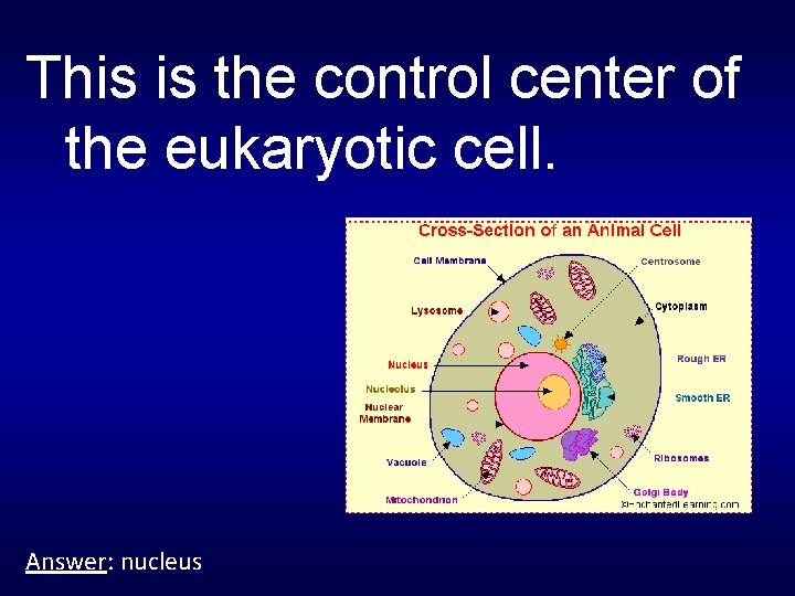This is the control center of the eukaryotic cell. Answer: nucleus 