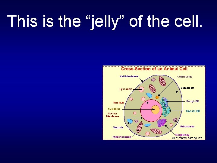 This is the “jelly” of the cell. 