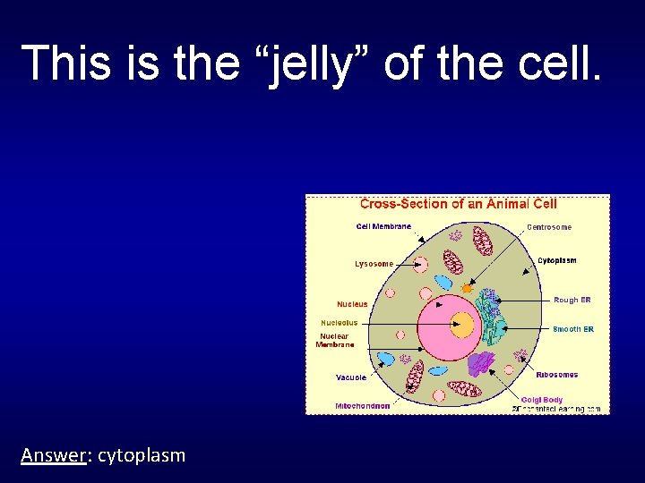 This is the “jelly” of the cell. Answer: cytoplasm 