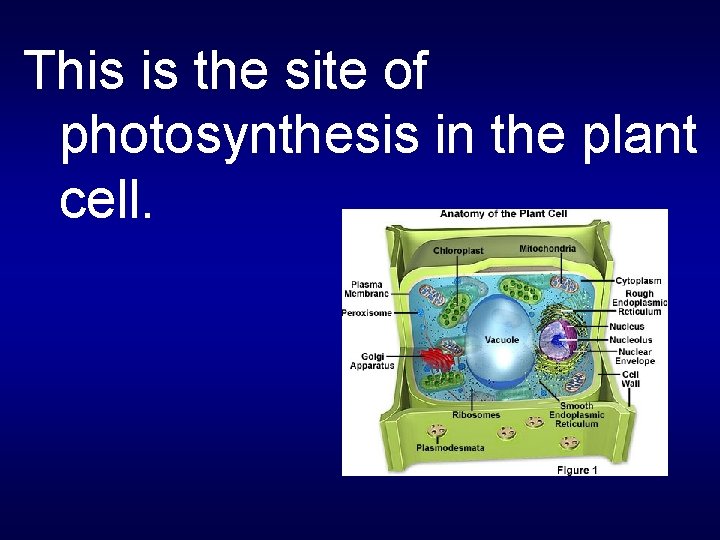 This is the site of photosynthesis in the plant cell. 