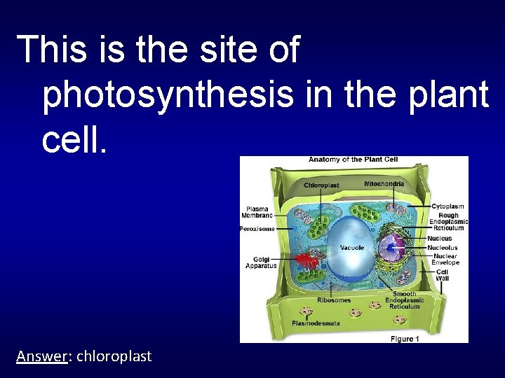 This is the site of photosynthesis in the plant cell. Answer: chloroplast 