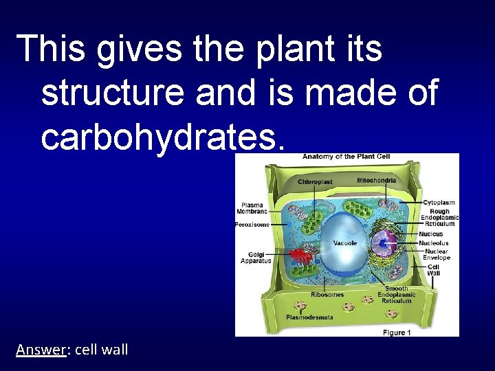 This gives the plant its structure and is made of carbohydrates. Answer: cell wall