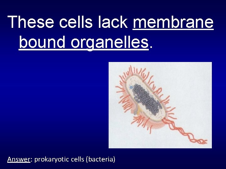 These cells lack membrane bound organelles. Answer: prokaryotic cells (bacteria) 