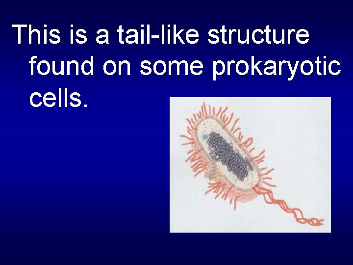 This is a tail-like structure found on some prokaryotic cells. 