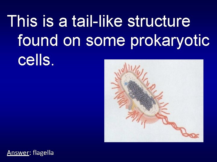 This is a tail-like structure found on some prokaryotic cells. Answer: flagella 