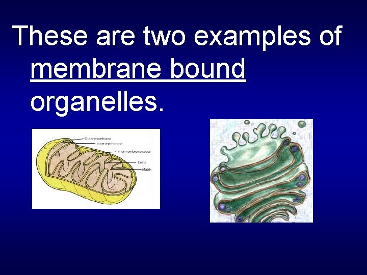 These are two examples of membrane bound organelles. 