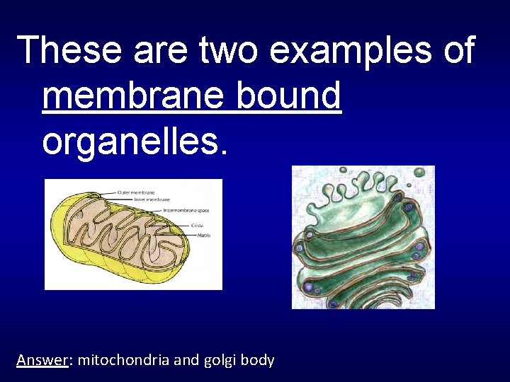 These are two examples of membrane bound organelles. Answer: mitochondria and golgi body 