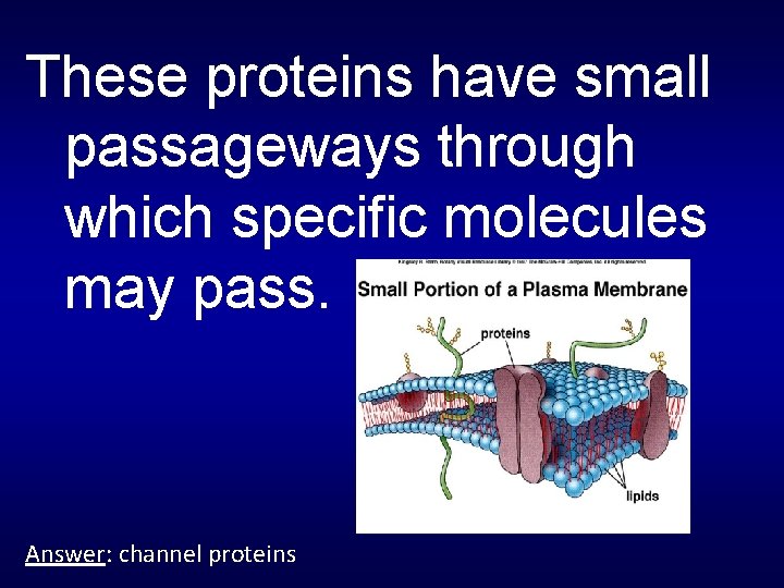 These proteins have small passageways through which specific molecules may pass. Answer: channel proteins