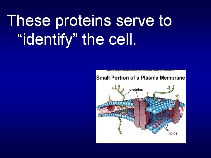 These proteins serve to “identify” the cell. 