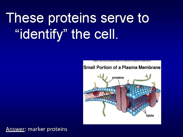 These proteins serve to “identify” the cell. Answer: marker proteins 