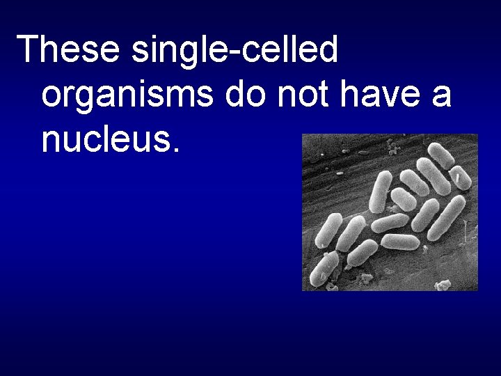 These single-celled organisms do not have a nucleus. 