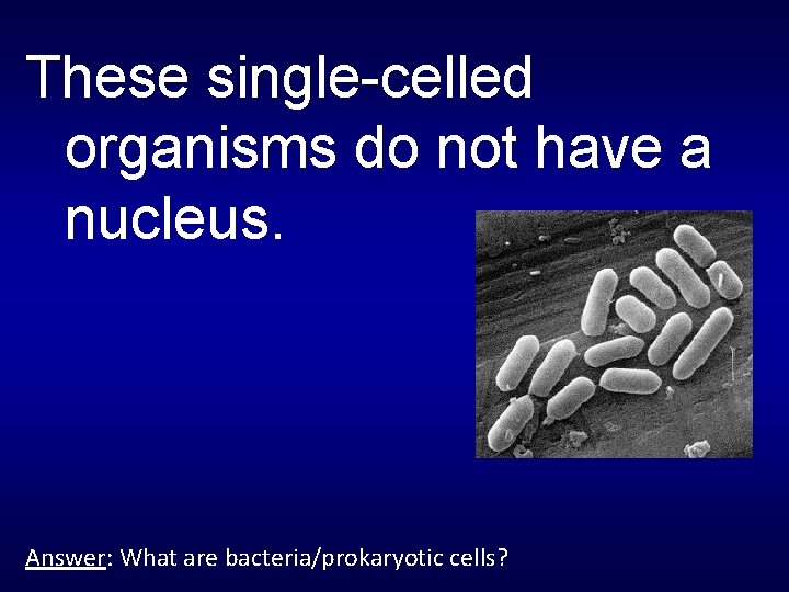 These single-celled organisms do not have a nucleus. Answer: What are bacteria/prokaryotic cells? 