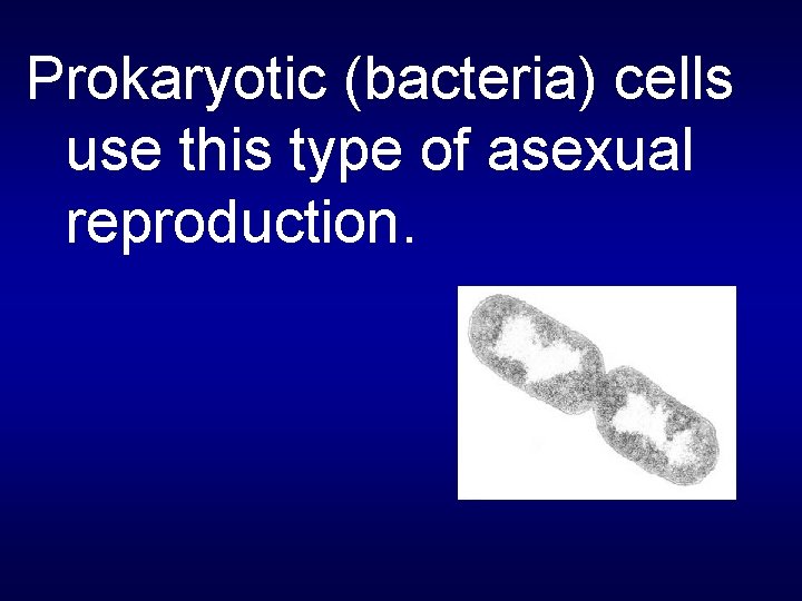 Prokaryotic (bacteria) cells use this type of asexual reproduction. 