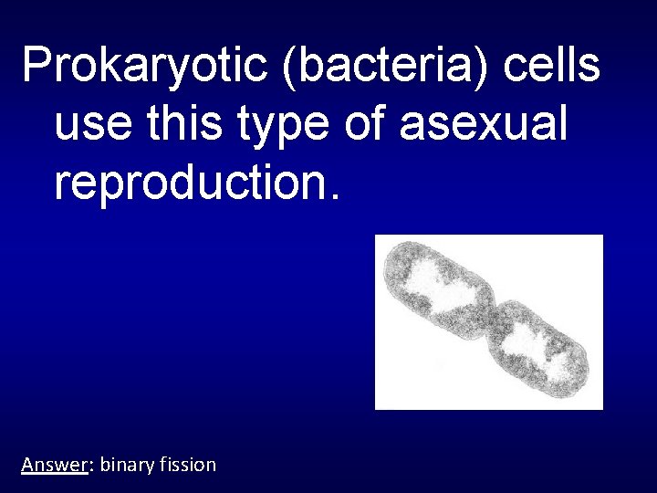 Prokaryotic (bacteria) cells use this type of asexual reproduction. Answer: binary fission 