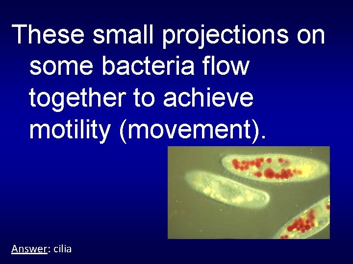 These small projections on some bacteria flow together to achieve motility (movement). Answer: cilia
