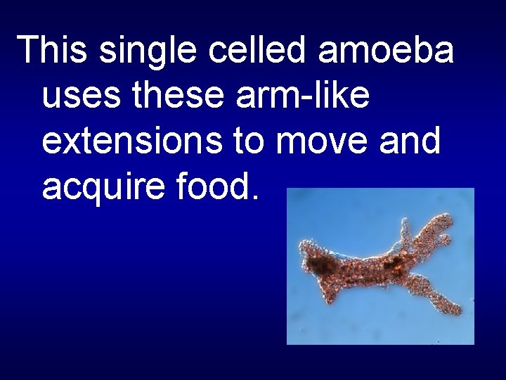 This single celled amoeba uses these arm-like extensions to move and acquire food. 