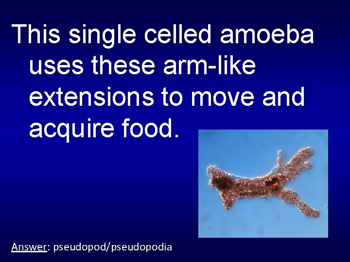 This single celled amoeba uses these arm-like extensions to move and acquire food. Answer: