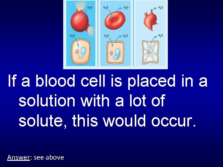 If a blood cell is placed in a solution with a lot of solute,