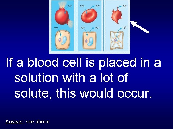 If a blood cell is placed in a solution with a lot of solute,