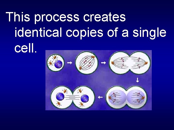 This process creates identical copies of a single cell. 