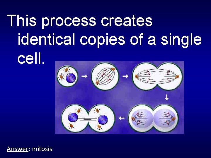 This process creates identical copies of a single cell. Answer: mitosis 