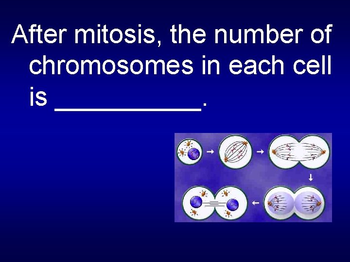 After mitosis, the number of chromosomes in each cell is _____. 