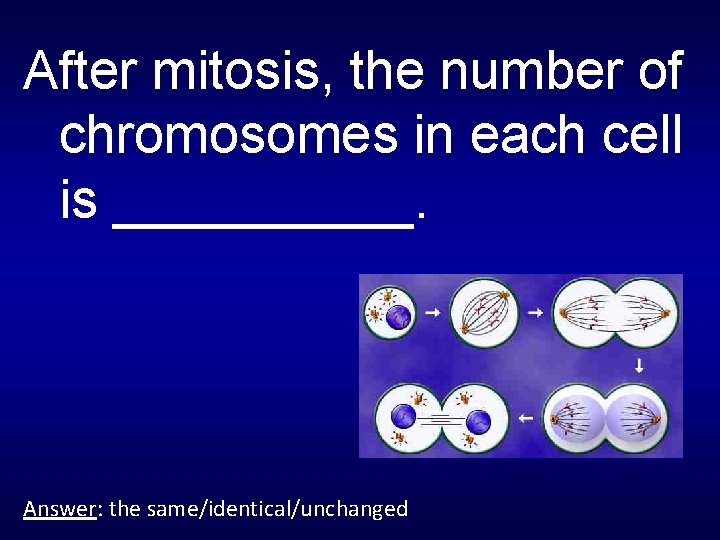 After mitosis, the number of chromosomes in each cell is _____. Answer: the same/identical/unchanged