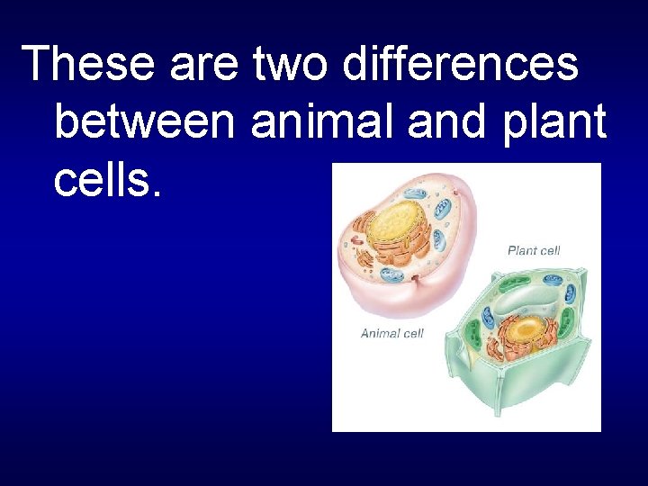 These are two differences between animal and plant cells. 