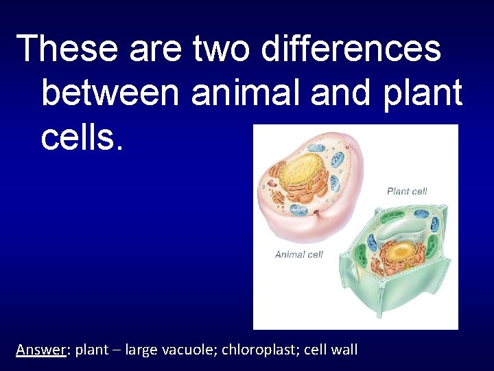 These are two differences between animal and plant cells. Answer: plant – large vacuole;