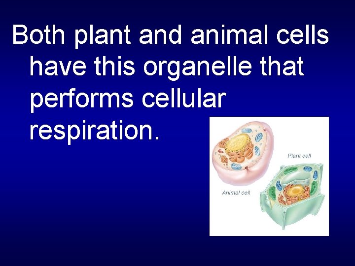 Both plant and animal cells have this organelle that performs cellular respiration. 