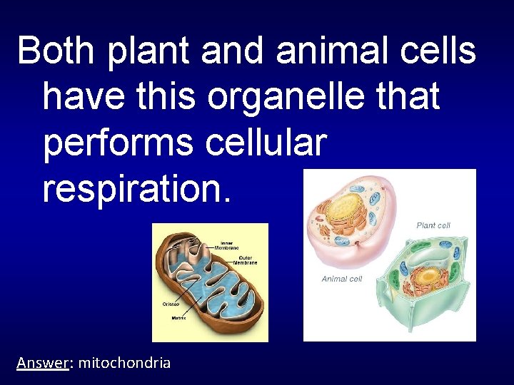 Both plant and animal cells have this organelle that performs cellular respiration. Answer: mitochondria
